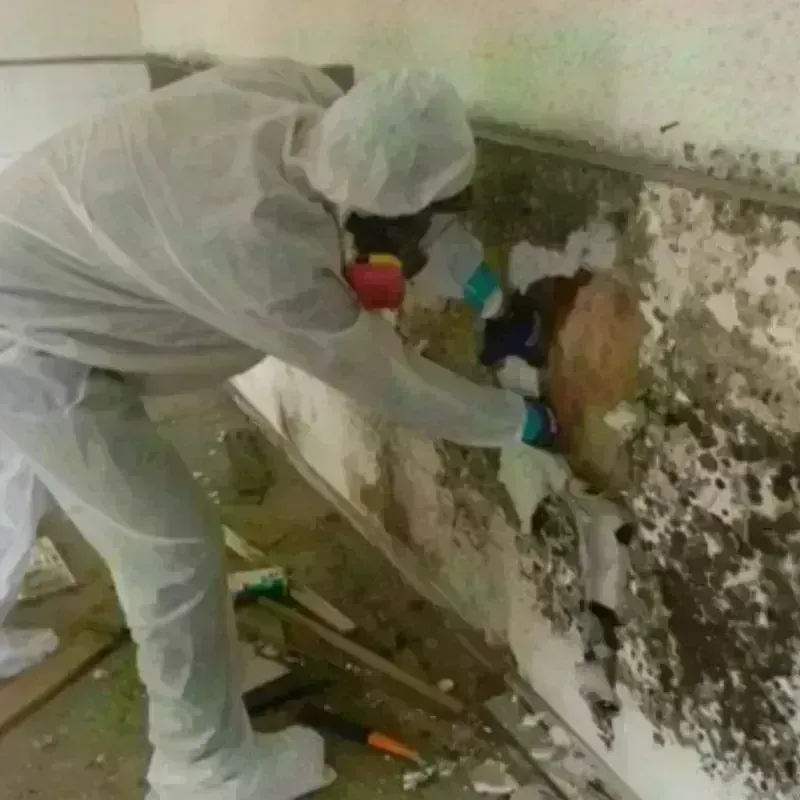 Mold Remediation and Removal in Drew, MS